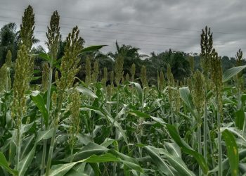 Warga LDII Inovasi Pertanian Lokal untuk Ketahanan Pangan