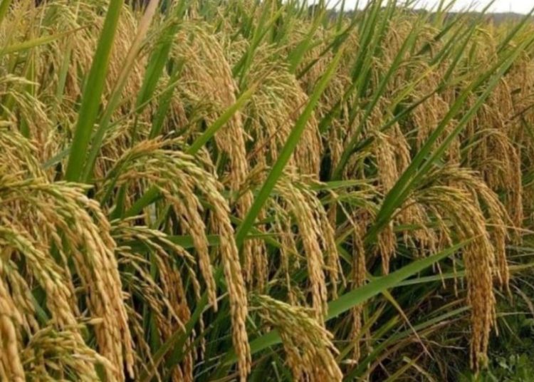 Hari Gizi Nasional 2024, LDII Dorong Konsumsi Beras Nutri Zinc untuk Cegah Stunting