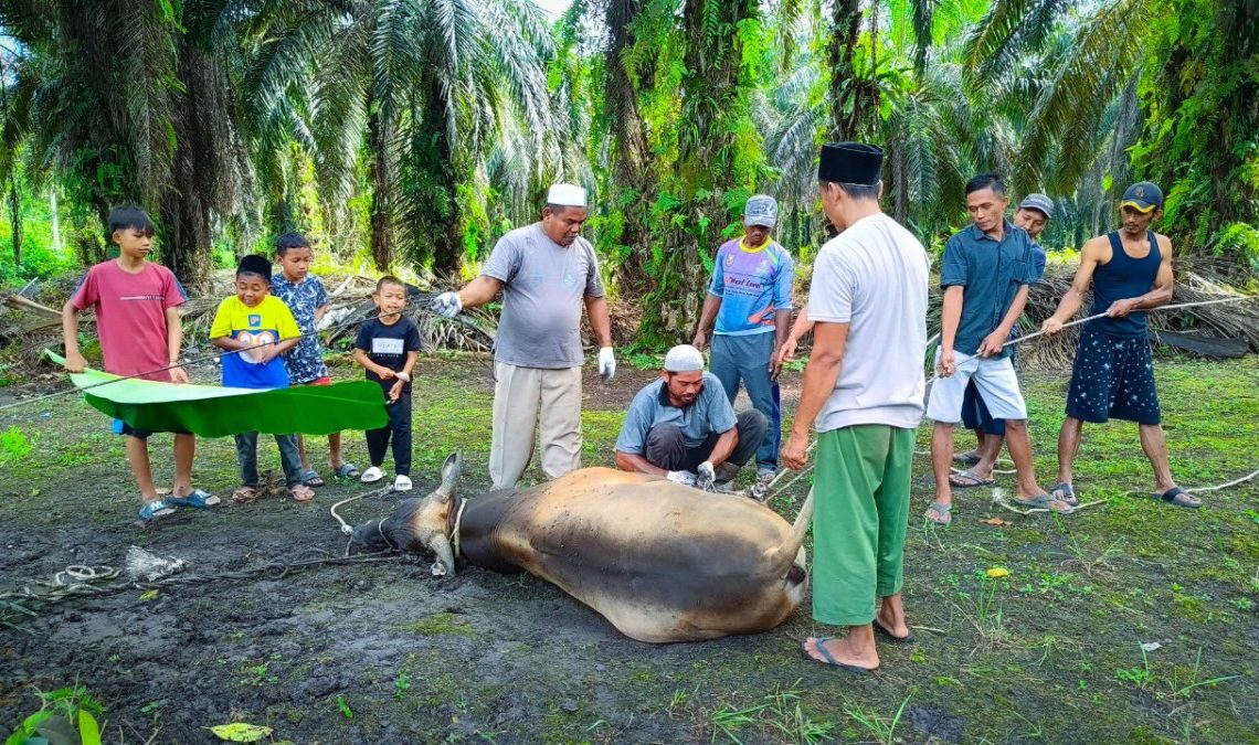 Pastikan Kualitas Kurban, DPD LDII Kuansing Berkerja Sama dengan Dinas Peternakan