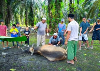 Pastikan Kualitas Kurban, DPD LDII Kuansing Berkerja Sama dengan Dinas Peternakan
