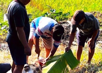 Warga LDII Karanganyar Kurbankan Ribuan Ternak Saat Idul Adha