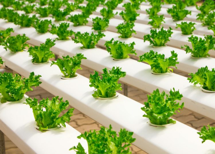 Urban Farming, Solusi Ketahanan Pangan Rumah Tangga Perkotaan