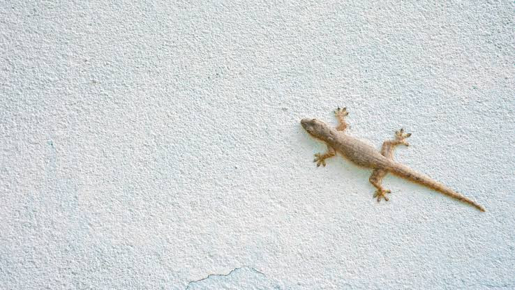 Cicak Bisa Sebabkan Keracunan?