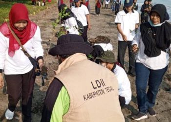 LDII Tegal Tanam 3.000 Mangrove di Demangharjo untuk Cegah Abrasi