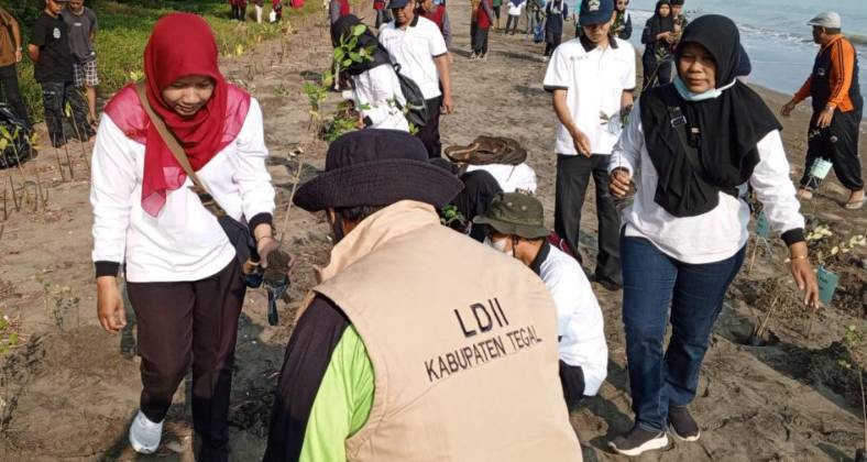LDII Tegal Tanam 3.000 Mangrove di Demangharjo untuk Cegah Abrasi