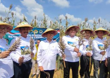Blora Didorong Jadi Pusat Pengembangan Sorgum Nasional
