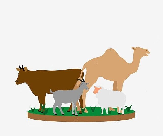 Cacat Hewan Kurban yang Membuatnya Tidak Sah