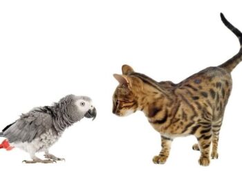 Kita Bukanlah Kaka Tua