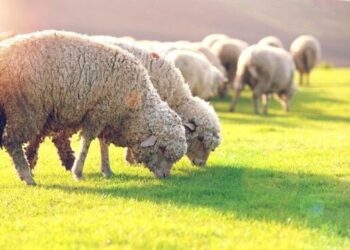 Hewan Kurban yang Cacat Makruh untuk Dijadikan Kurban