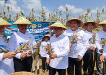 Blora Didorong Jadi Pusat Pengembangan Sorgum Nasional