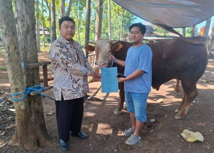 Presiden Prabowo Berikan Bantuan Sapi Kurban pada Ponpes Citra Suhada Wonogiri