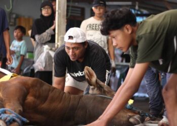 LDII Mlati Tingkatkan Semangat Kurban, 110 Ekor Hewan Disembelih dan Didistribusikan ke Warga