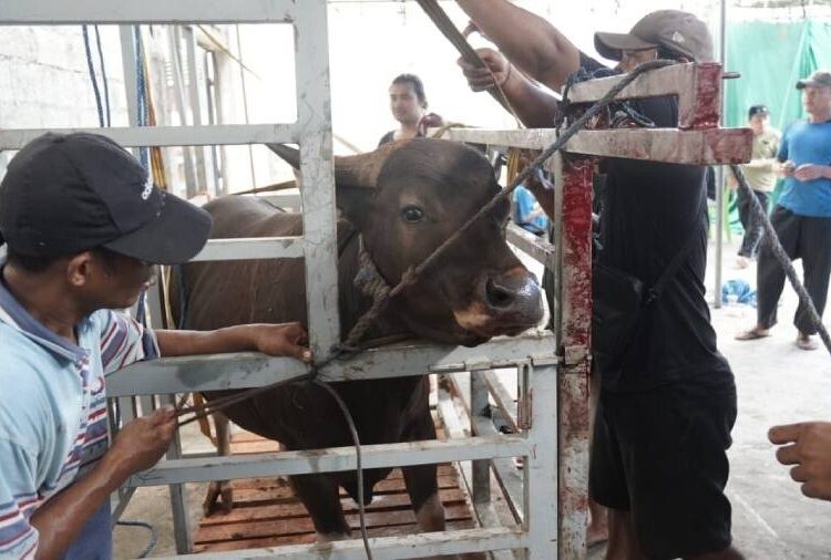 Saat Idul Adha, LDII NTT Kurban 100 Ekor dan Bagikan Daging pada Warga