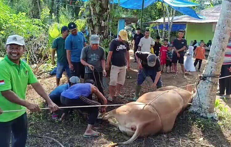 Idul Adha, LDII Pasaman Barat Bagikan 1.000 Paket Daging Kurban