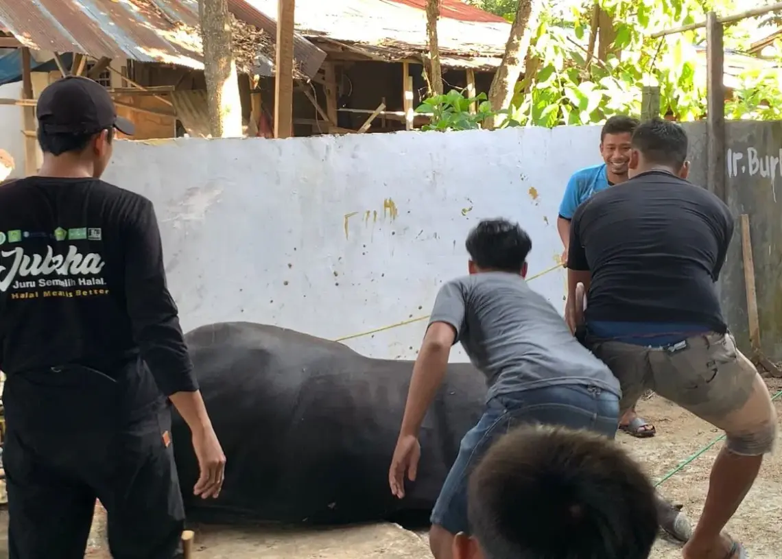 Semangat Gotong Royong dan Menabung, Jumlah Hewan Kurban LDII Sugihwaras Meningkatv