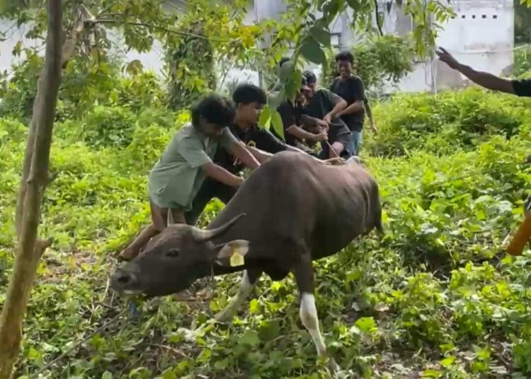Warga LDII Baras Kurban 4 Ekor Sapi di Hari Raya Idul Adha 1446 H