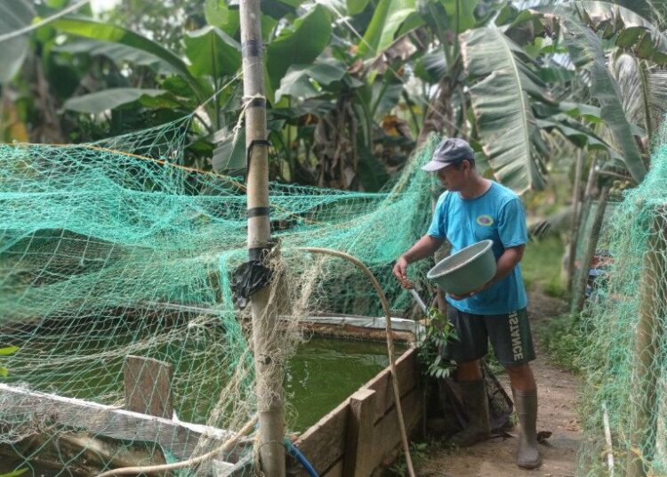 Warga LDII Nunukan Kembangkan Budidaya Lele, Raup Jutaan Rupiah per Bulan