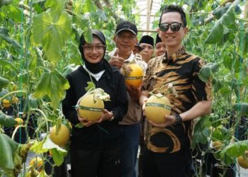 Dukung Urban Farming, Wali Kota Kediri Panen Perdana Melon di GEN SOBO Farm