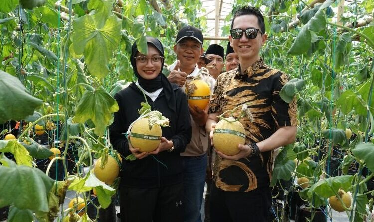 Dukung Urban Farming, Wali Kota Kediri Panen Perdana Melon di GEN SOBO Farm