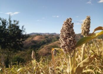 LDII Tanah Laut Jadikan Sorgum Solusi Krisis Lahan Pertanian