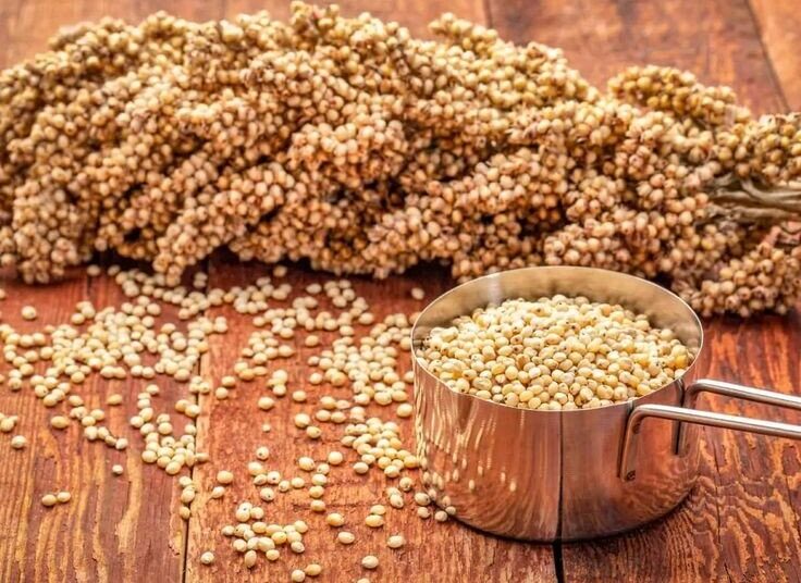 Sorgum, Butir Kecil Masa Depan Pangan Indonesia