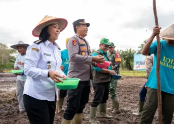 LDII Melawi Tanam Demplot Padi IPB9G di Lahan Gambut Desa Batu Nanta