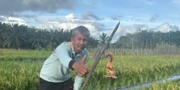 Taswadi Mengubah Lahan Gambut Melawi Jadi Lumbung Pangan