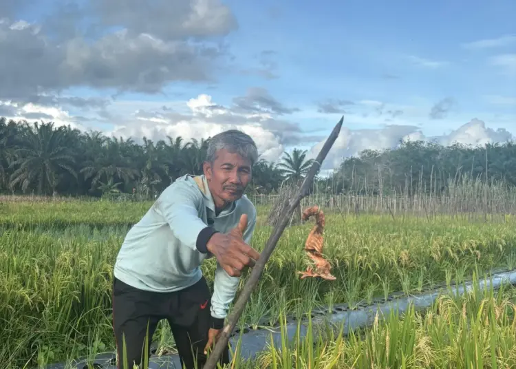 Taswadi Mengubah Lahan Gambut Melawi Jadi Lumbung Pangan