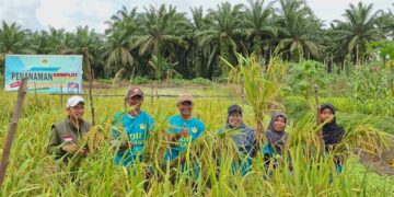 LDII Melawi Berhasil Panen Demplot Padi ‘Amfibi’ di Lahan Gambut