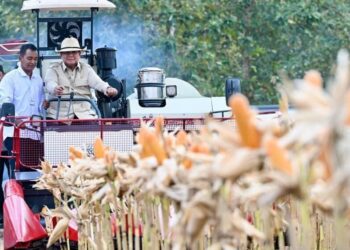Presiden Prabowo Panen Raya Jagung di Tuban, LDII Tuban Hadiri dan Berikan Dukungan