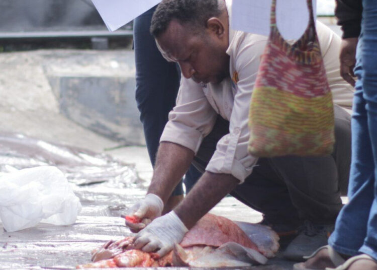 LDII Papua Barat Apresiasi Pengawasan Kesehatan Hewan Kurban, Pastikan Daging Aman Dikonsumsi