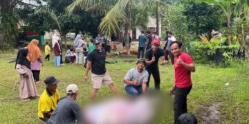Ketua PC LDII Singkut Pimpin Penyembelihan Hewan Kurban Iduladha 1447 H
