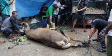LDII Biak Numfor Helat Pembagian Daging Kurban, Perkuat Kepedulian Sosial