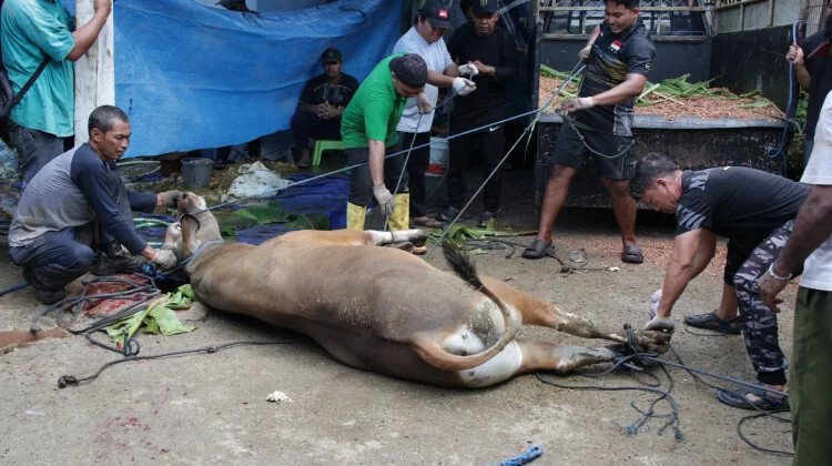 LDII Biak Numfor Helat Pembagian Daging Kurban, Perkuat Kepedulian Sosial