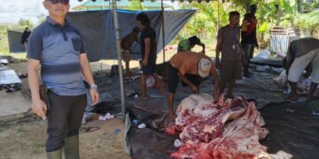 LDII Papua Selatan Bagikan 3.000 Paket Daging Kurban Jangkau Masyarakat Luas