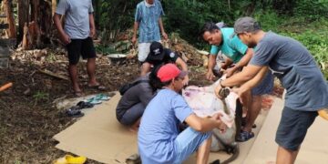 LDII Teluk Bintuni Sembelih Empat Ekor Sapi Kurban, Tingkatkan Ketakwaan dan Pererat Silaturahim