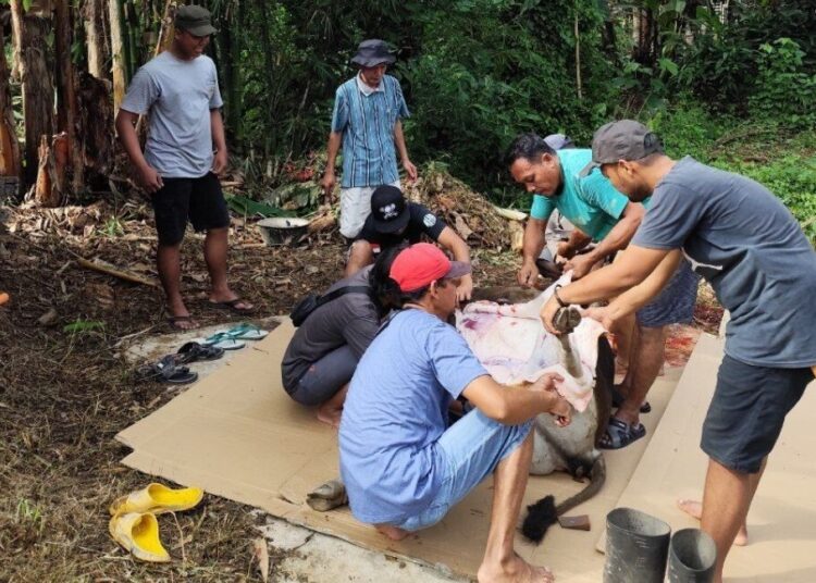 LDII Teluk Bintuni Sembelih Empat Ekor Sapi Kurban, Tingkatkan Ketakwaan dan Pererat Silaturahim