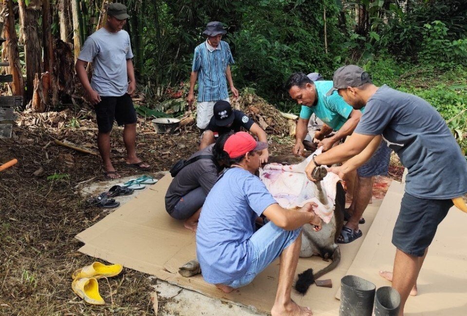 LDII Teluk Bintuni Sembelih Empat Ekor Sapi Kurban, Tingkatkan Ketakwaan dan Pererat Silaturahim