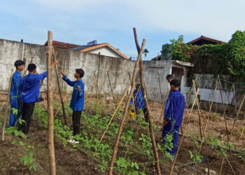 SMA Tri Sukses Latih Siswa Berwirausaha Lewat Budidaya Kacang Panjang