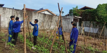 SMA Tri Sukses Latih Siswa Berwirausaha Lewat Budidaya Kacang Panjang